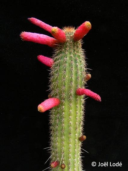 Cleistocactus parapetiensis cf. ©JLcoll.678